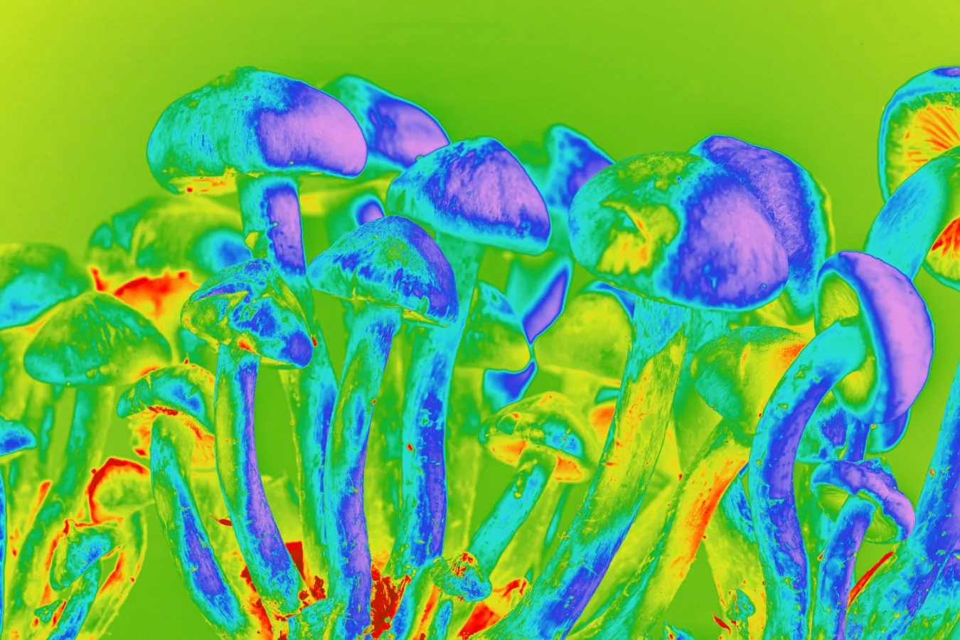 Psilocybin pode prevenir efeito colateral comum da quimioterapia