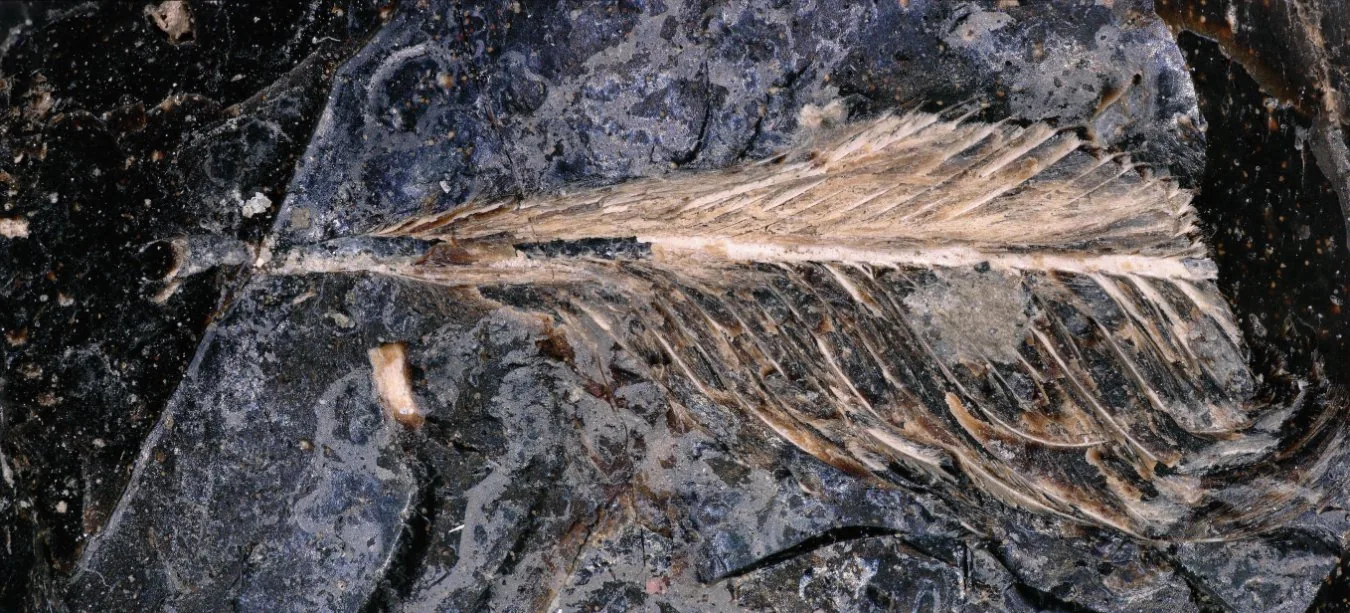 Pouco antes da extinção dos dinossauros, ave foi excretada por um