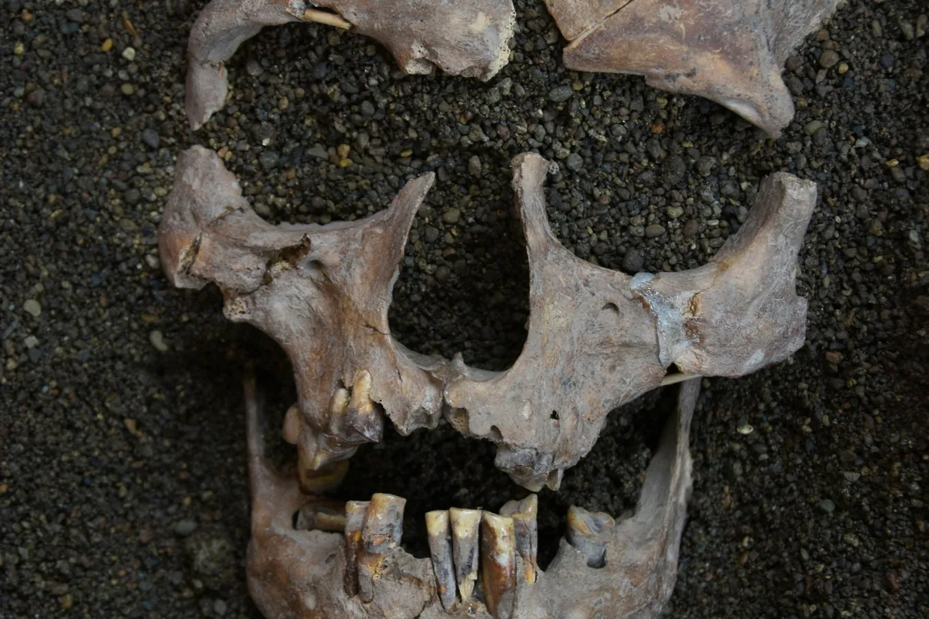 Descoberta de marcas em dentes antigos sugere uso de betel há 25 mil anos