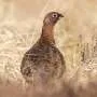 Pesquisa descarta relação entre caça e declínio populacional de aves na Europa