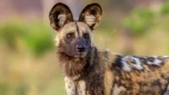 African wild dogs complete record-breaking 2,485-mile journey