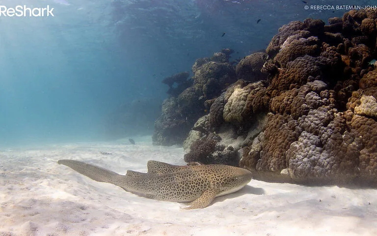 Como melhorar a saúde e a resiliência dos oceanos através da rewilding marinha
