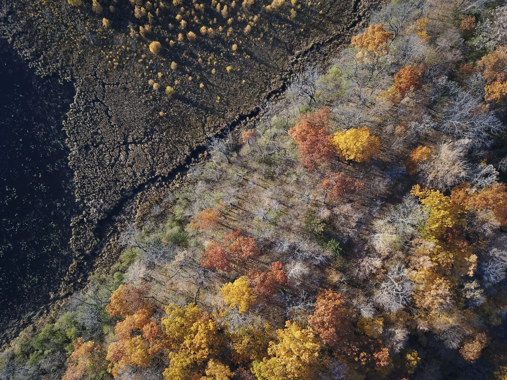 Entenda: A Vida Selvagem e as Comunidades Diante das Mudanças Climáticas