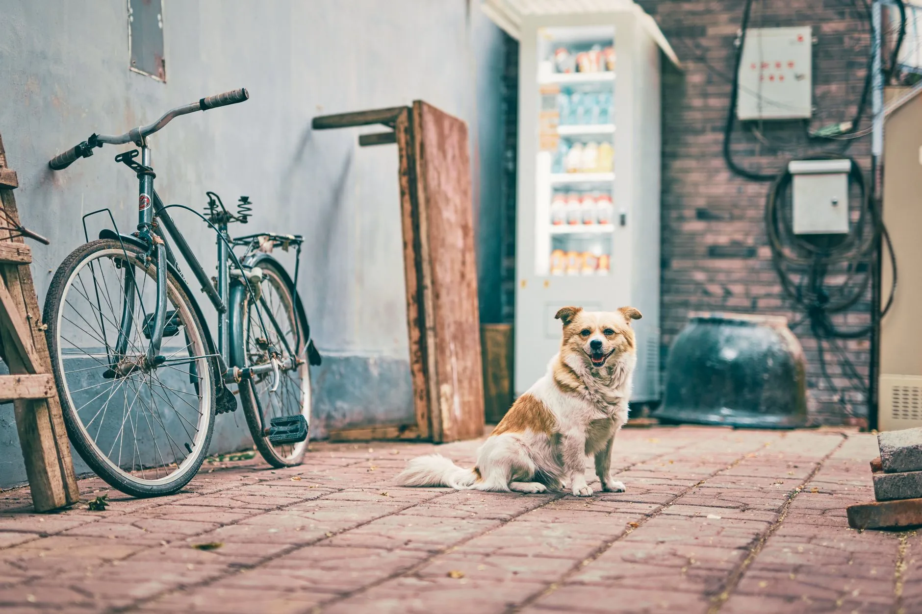 Levoit lança purificador de ar voltado para pet owners