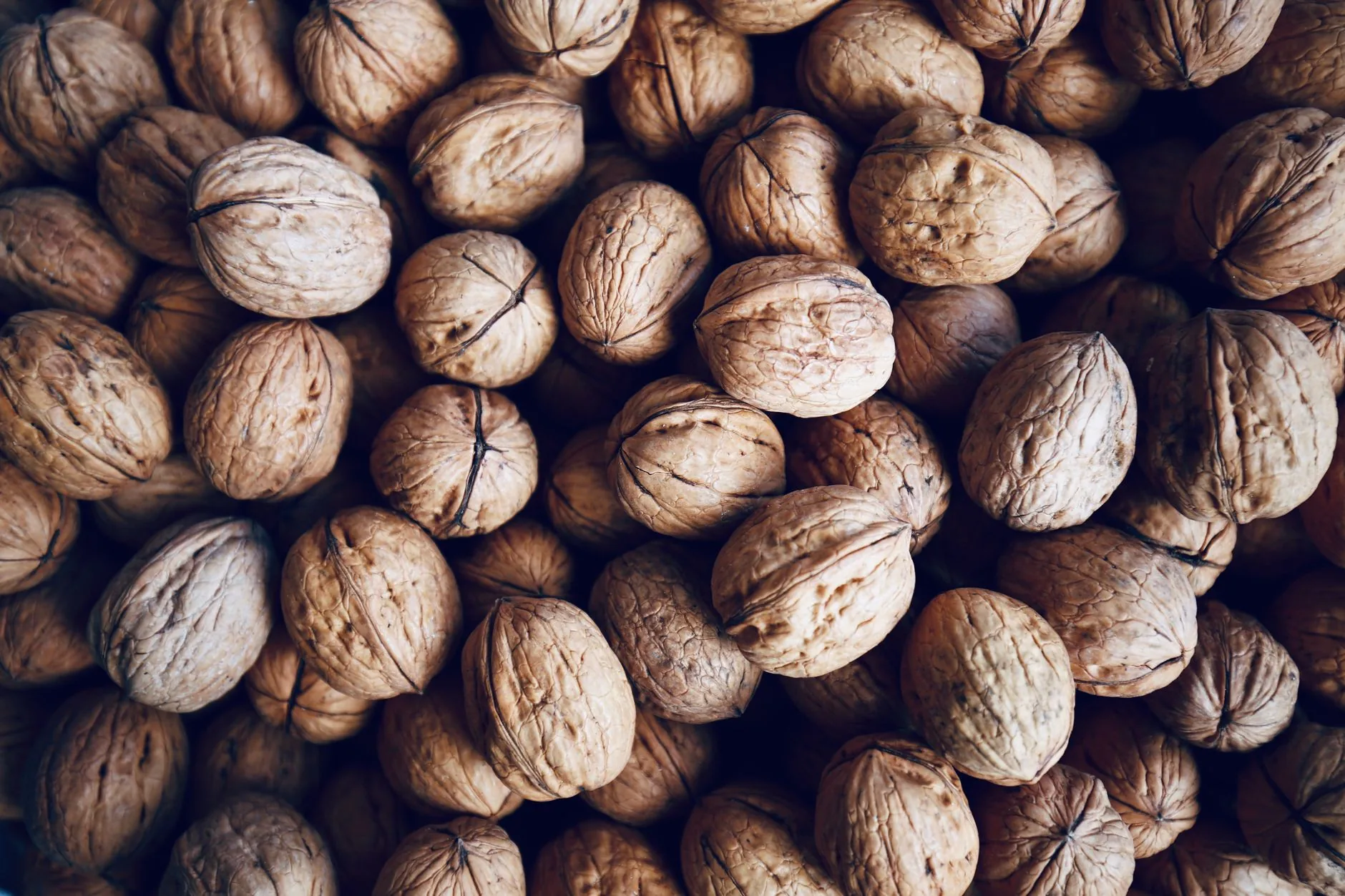 Proteína cerebral pode retardar sinais de envelhecimento em roedores