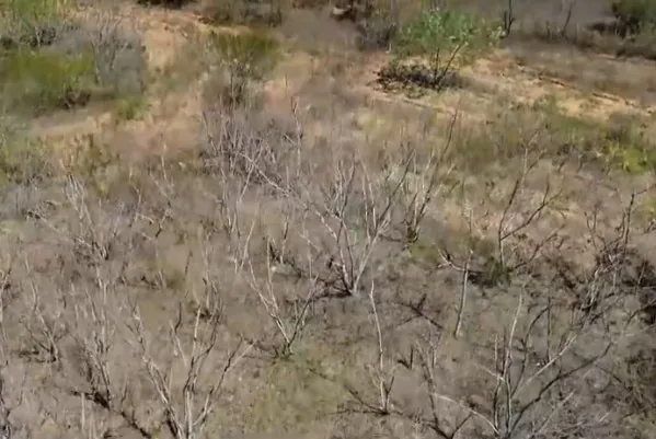 Pesquisadores e agricultores desenvolvem soluções para reduzir impactos da desertificação no semiárido da Paraíba