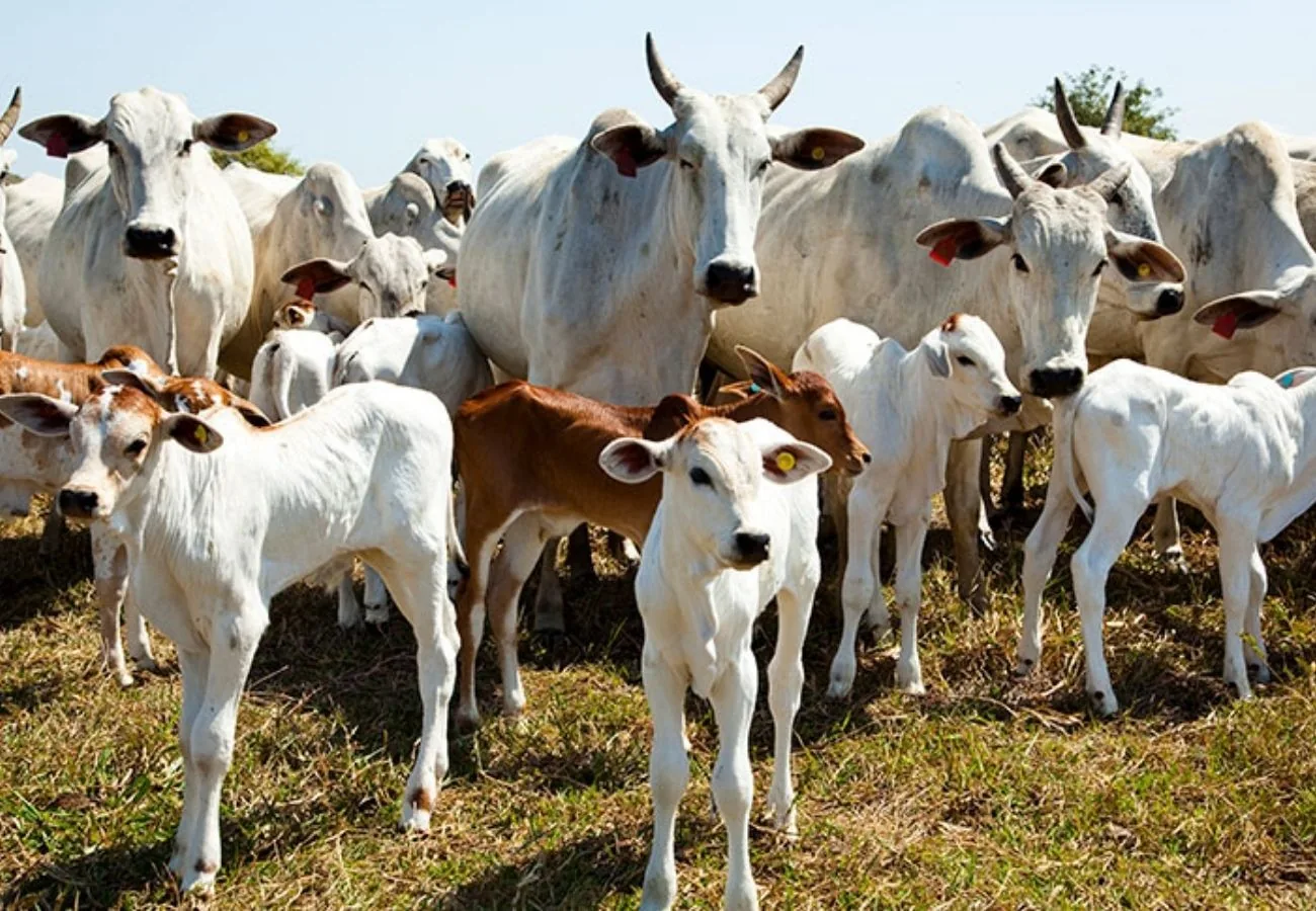 Operações de imigração afetam produção de carne nos EUA