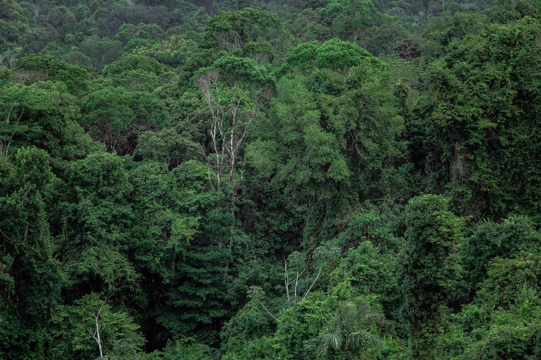 Análise: O Papel da Restauração Florestal na Proteção da Biodiversidade e Carbono na Amazônia