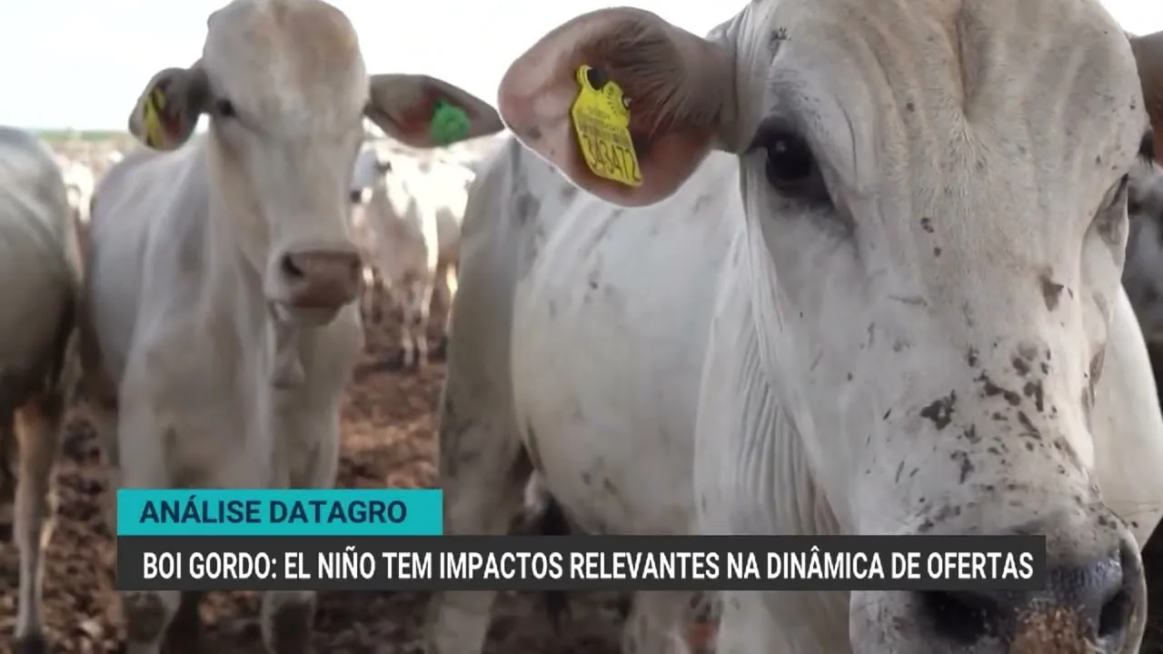 El Niño impacta oferta de boi gordo no Brasil