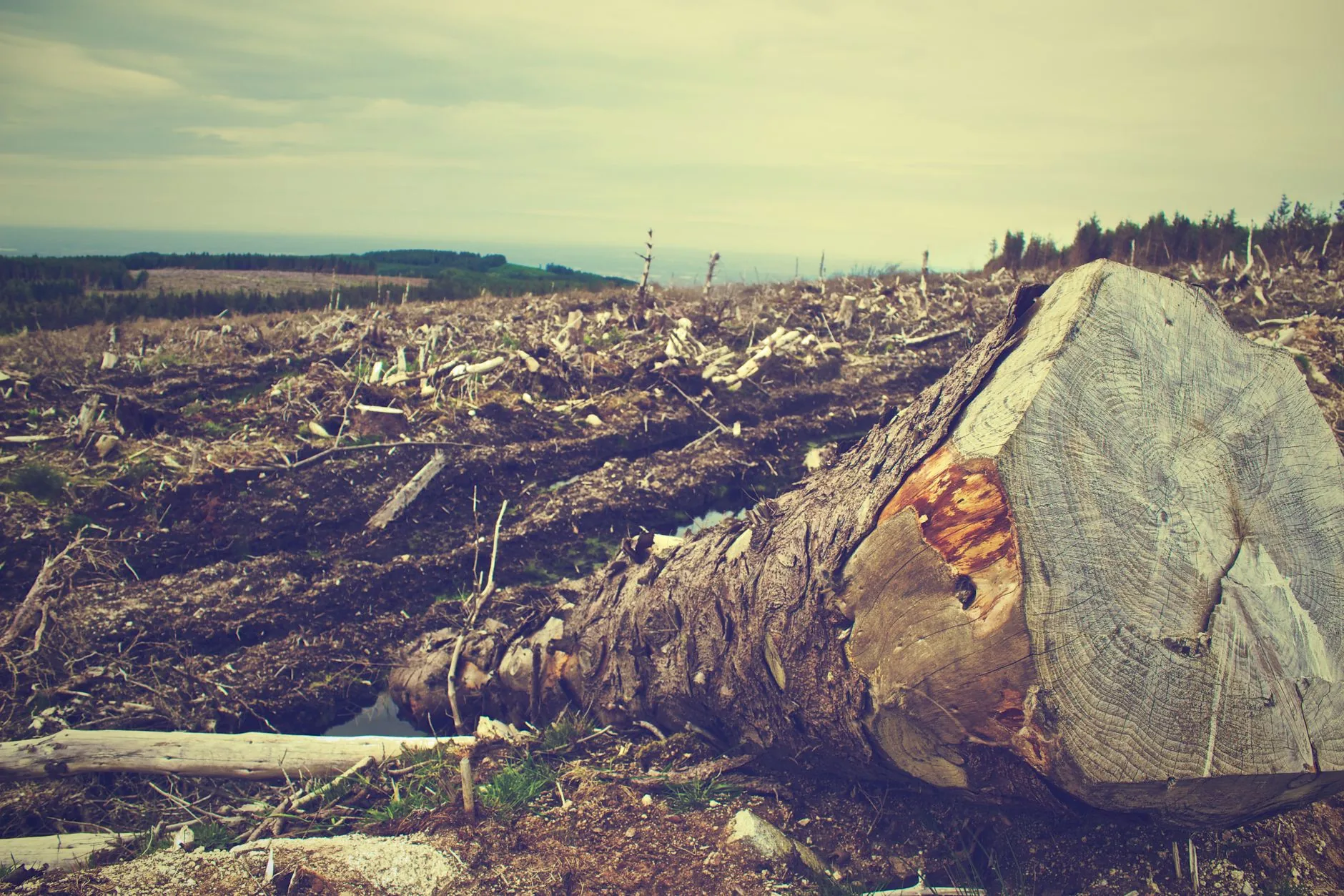 El Niño pode causar cerca de 451 mil mortes a mais