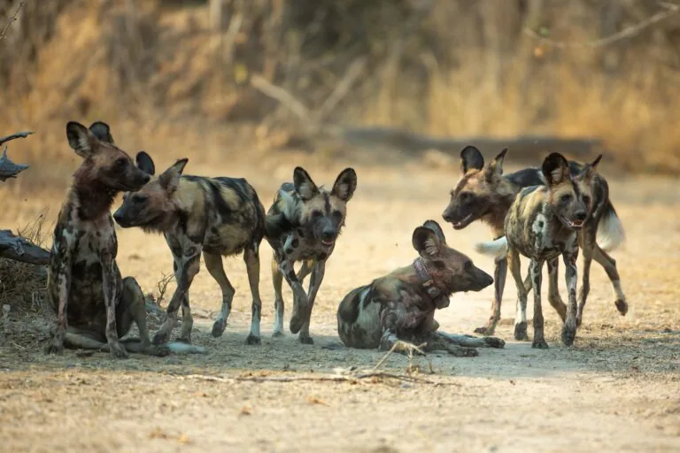 Tribo de cães selvagens africanos registra maior movimentação de mamíferos
