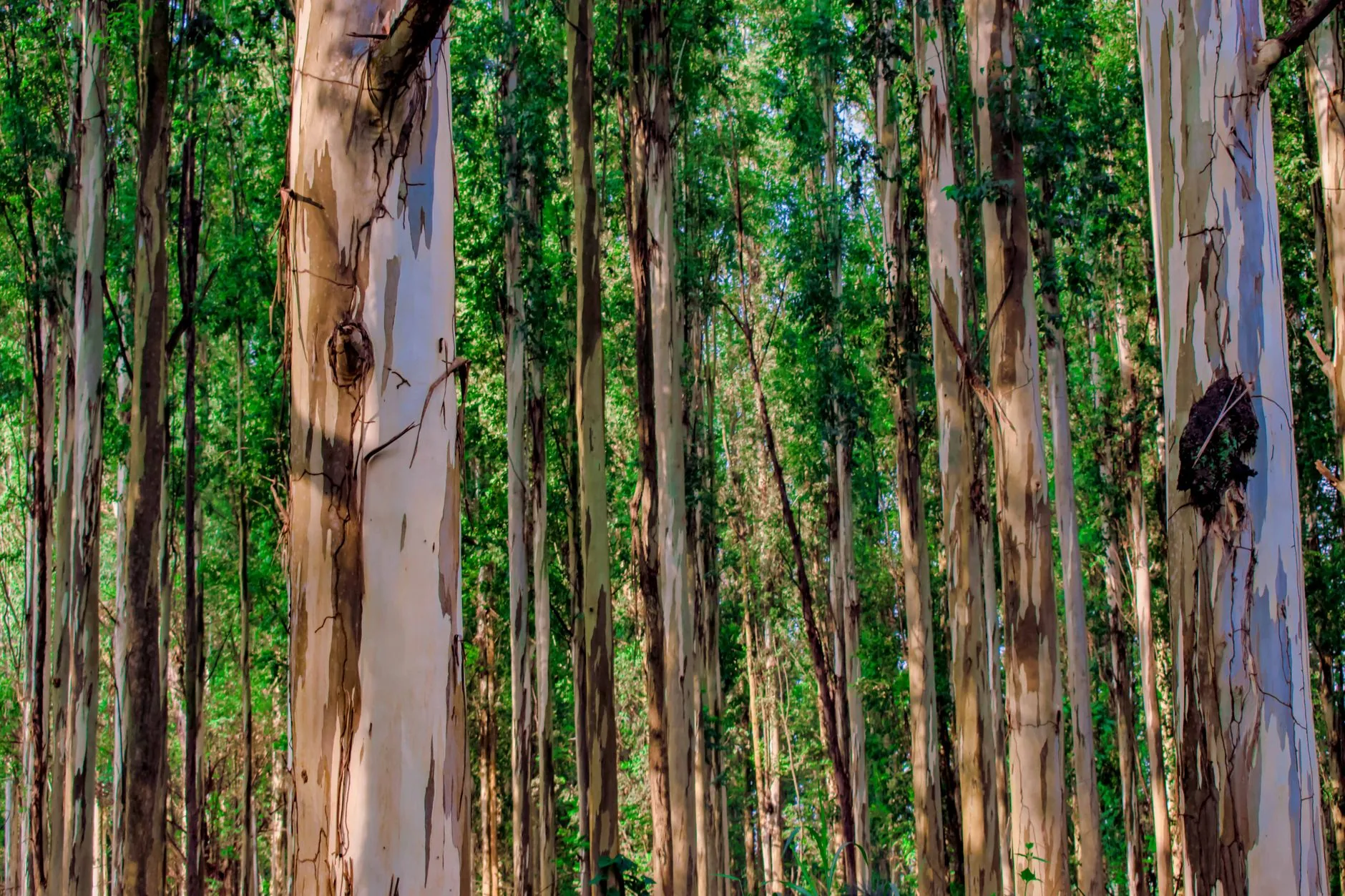 Produção florestal no Brasil atinge R$ 47,9 bilhões em 2025