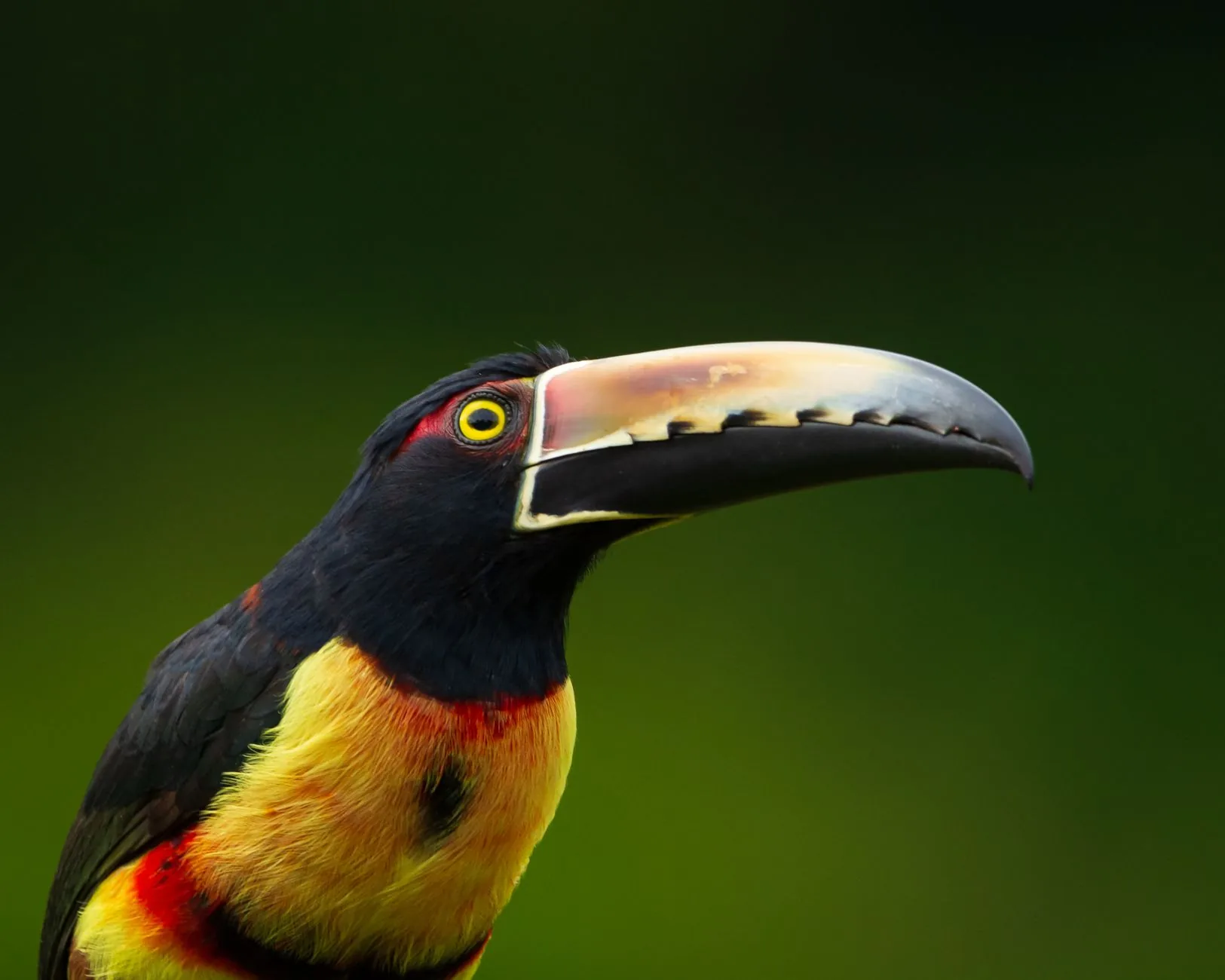 Entenda: Como as Novas Técnicas de Mapeamento Revelam a Importância das Florestas Amazônicas