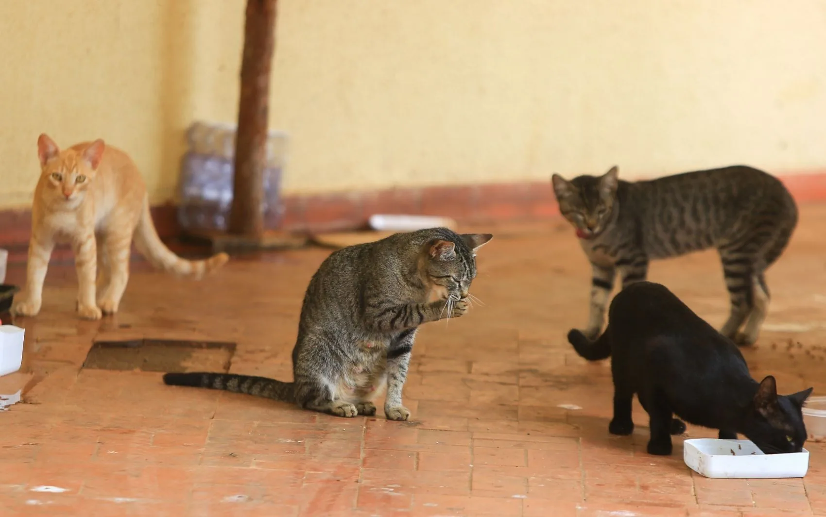 MP investiga denúncia de maus-tratos a animais em condomínios de Campina Grande