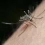 Malaria parasite adapta produção de formas sexuais sob condições de estresse