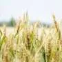 Wheat crops more sensitive to early heat waves