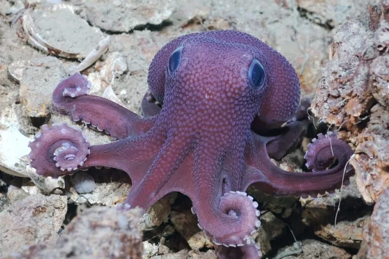 Caribenhos documentam águas profundas inexploradas em Trinidad e Tobago
