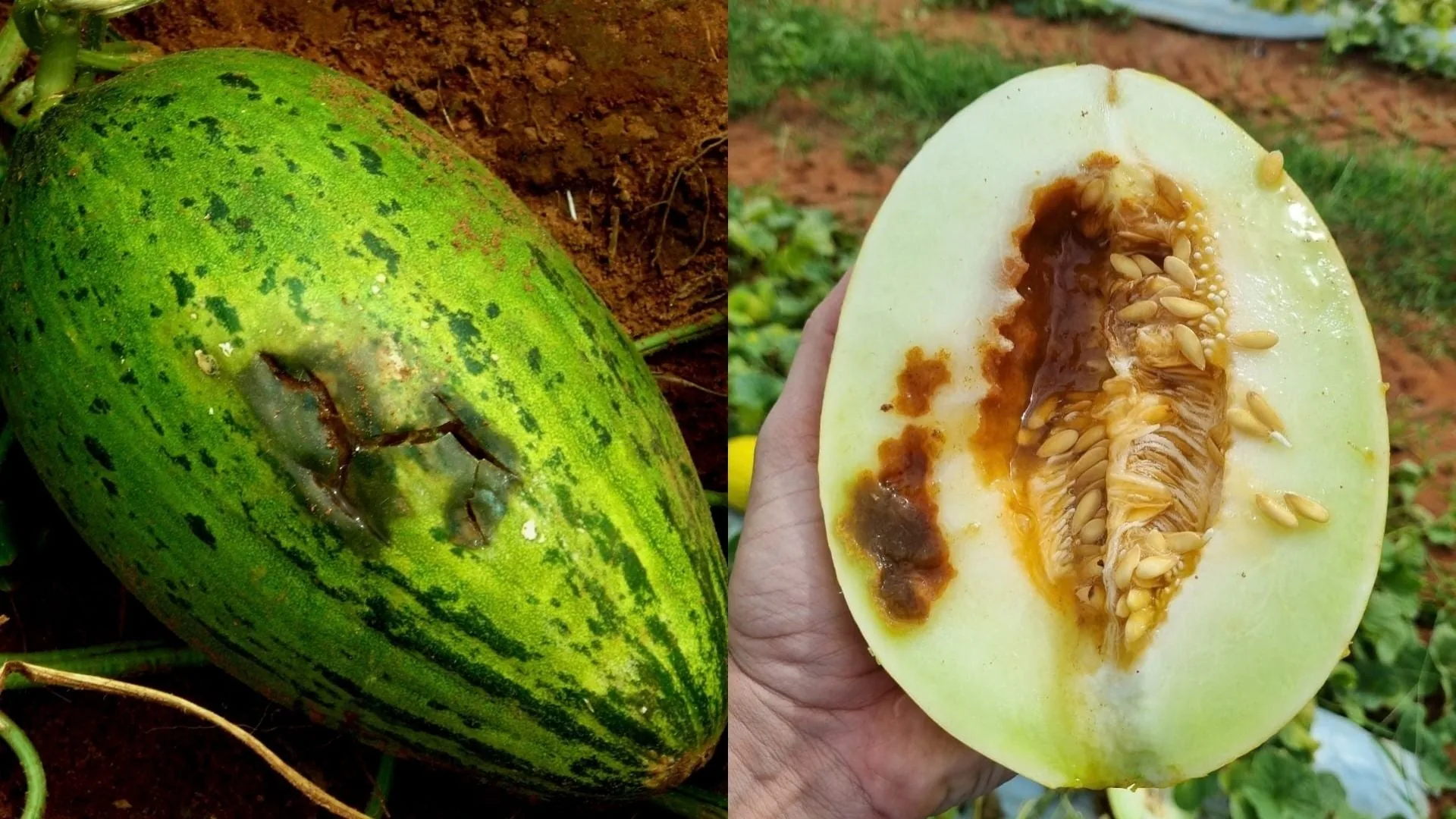 Riscos das sementes piratas para a agricultura