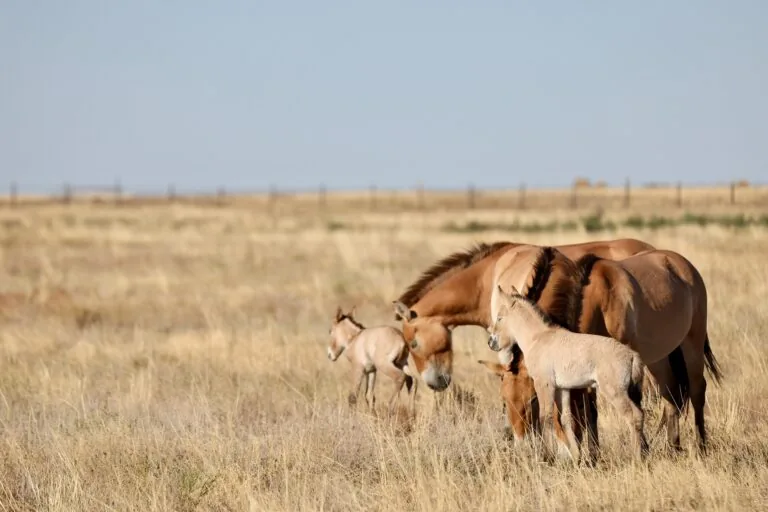 Dois filhotes de cavalo selvagem Przewalski nascem em Kazakhstan após 200 anos