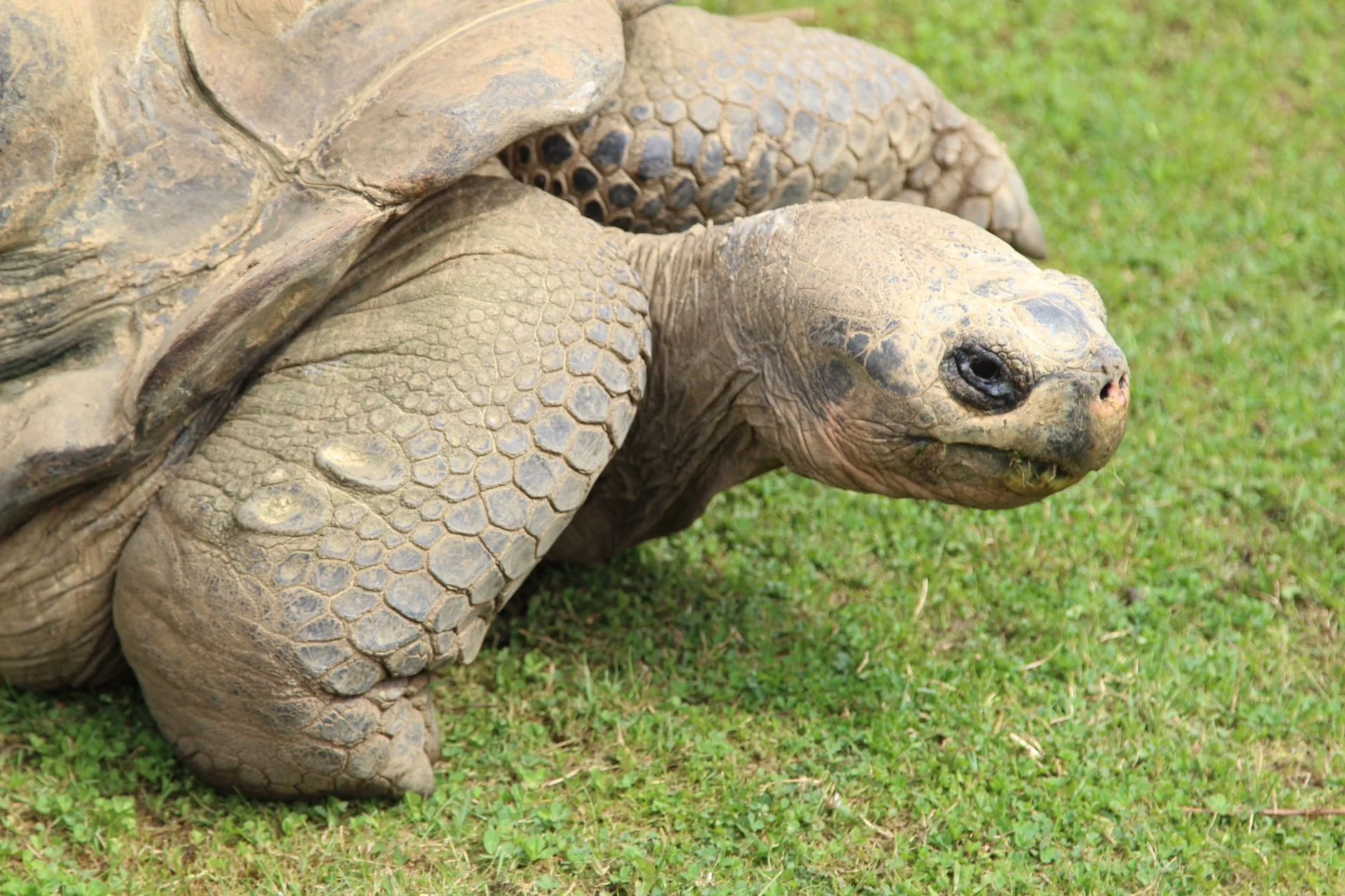 Tartarugas marinhas de Galápagos surpreendem cientistas ao permanecerem próximas de casa