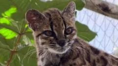 Nova espécie de gato selvagem descoberta no Bolívia