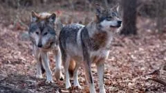 Trump assina ordem para retirar proteção às espécies para lobos grisais