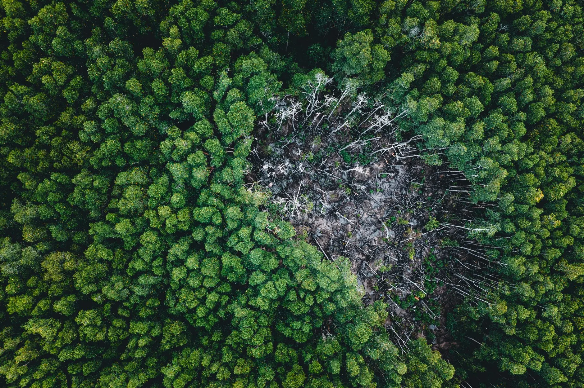 Perguntas e respostas: Como o Desmatamento Impacta a Saúde e o Meio Ambiente