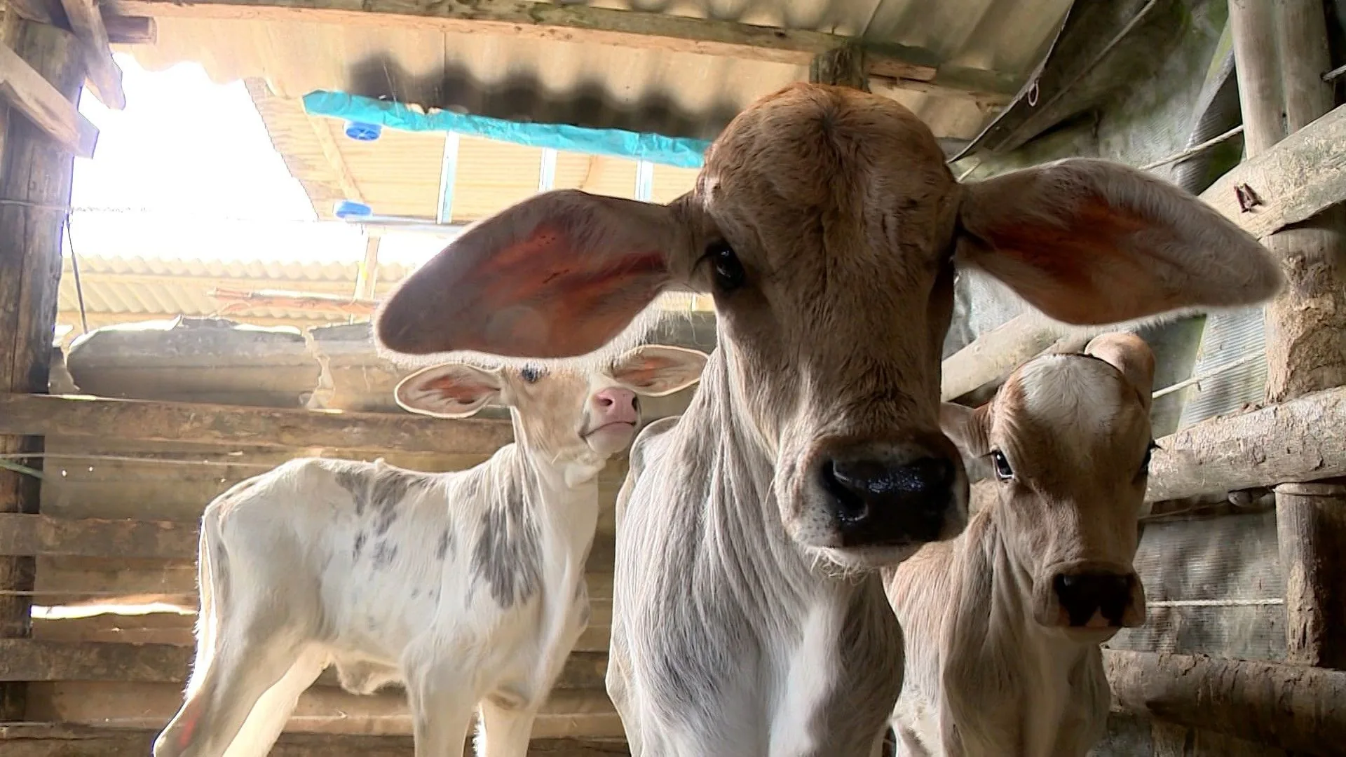 Vaca dá à luz bezerros trigêmeos e surpreende produtor no ES