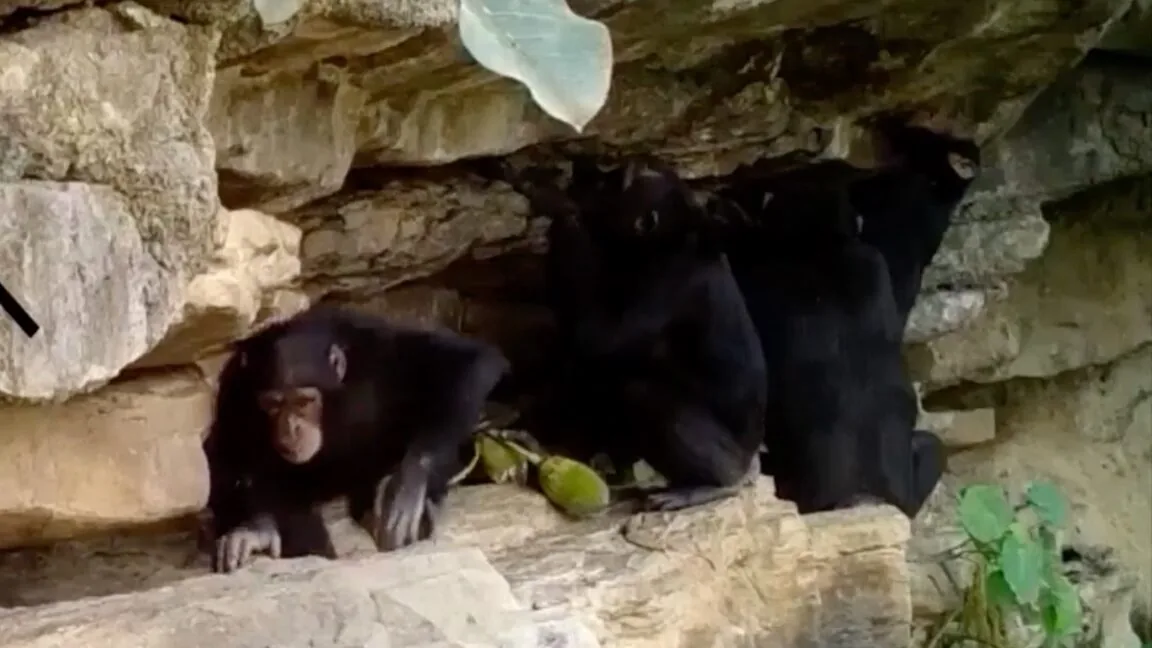 Chimpanzés ensinam habilidades com ferramentas aos filhotes