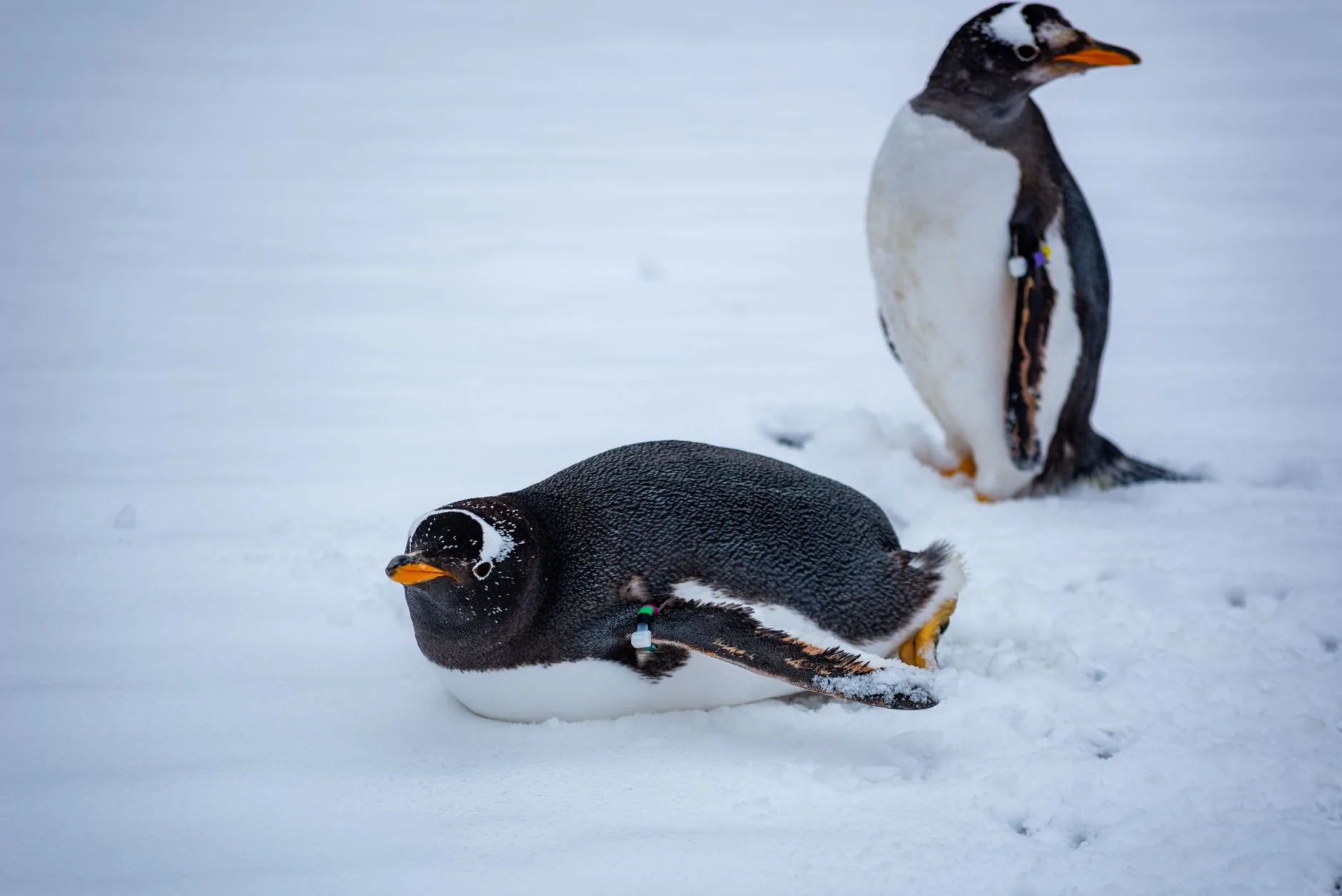 Satélites revelam impacto do aquecimento na dieta dos pingüins