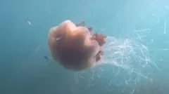Gigante de 10 metros capturado em vídeo por mergulhador