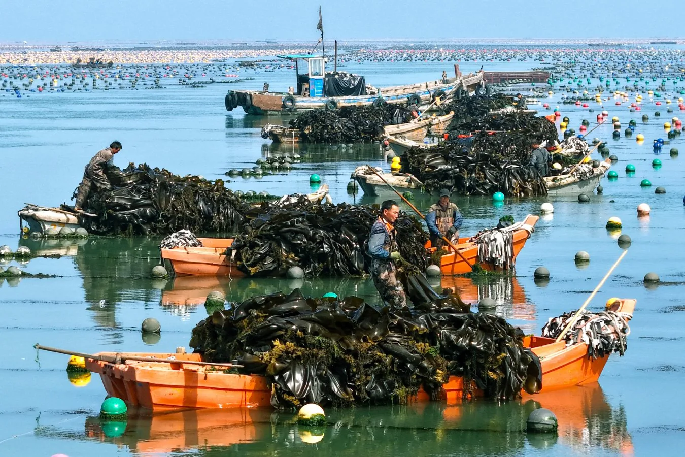 Crescimento de algas marinhas não é solução climática