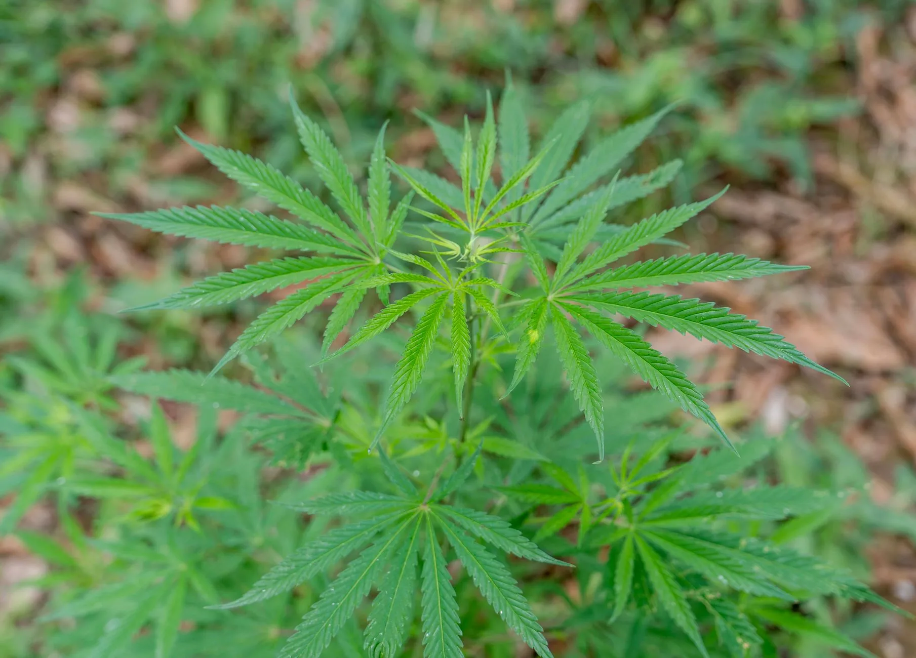 Canabidiol é testado em enxaguantes bucais