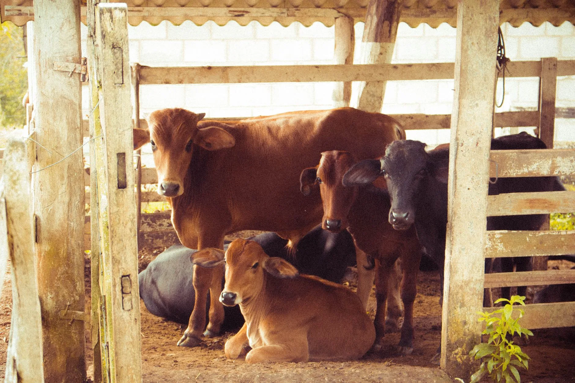 Exportação de carne bovina brasileira recua em agosto