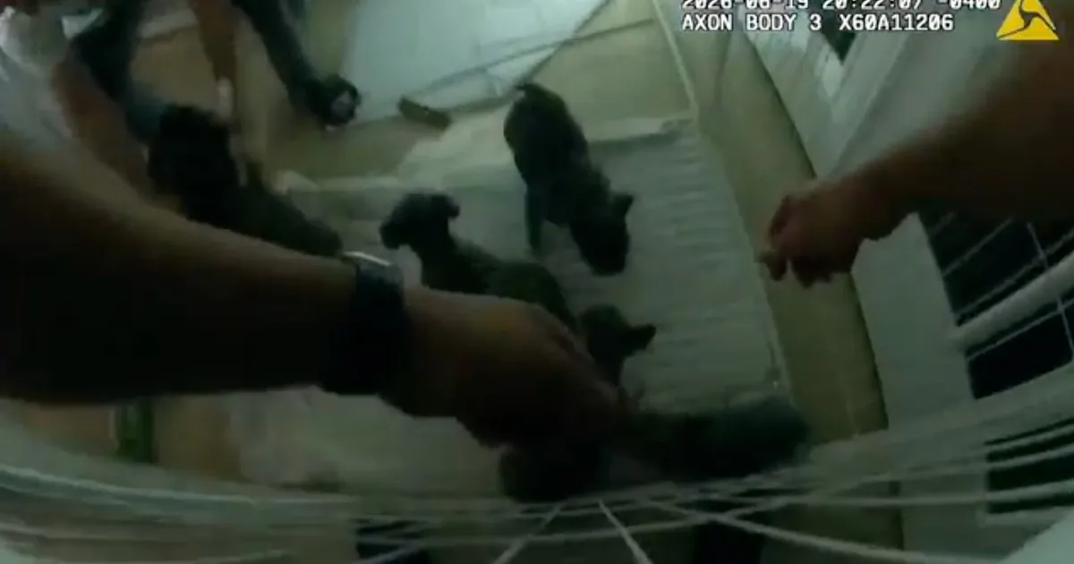 Policiais salvam filhotes de casa em chamas nos EUA