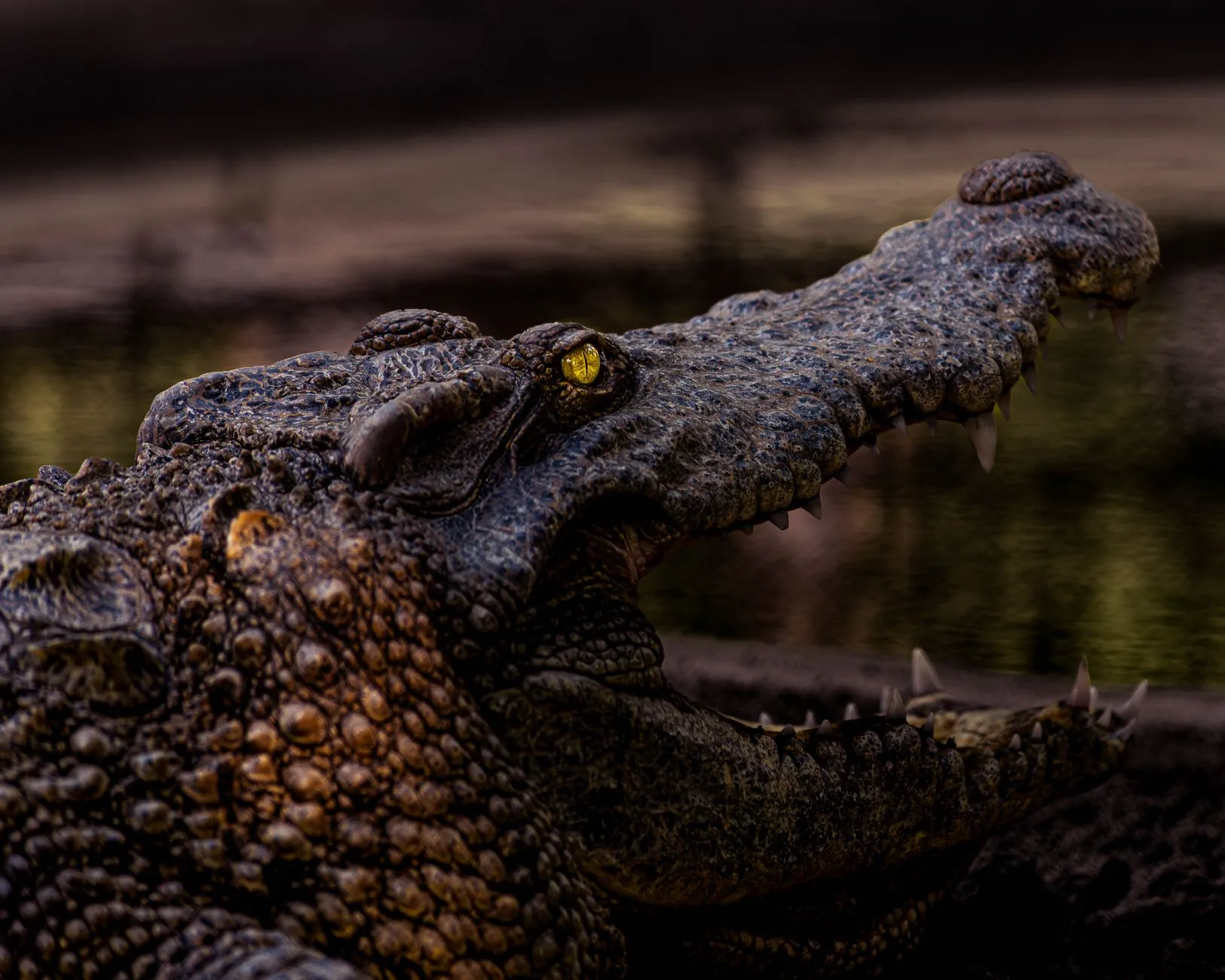 Crocodilo de 125 milhões de anos revela possível camuflagem