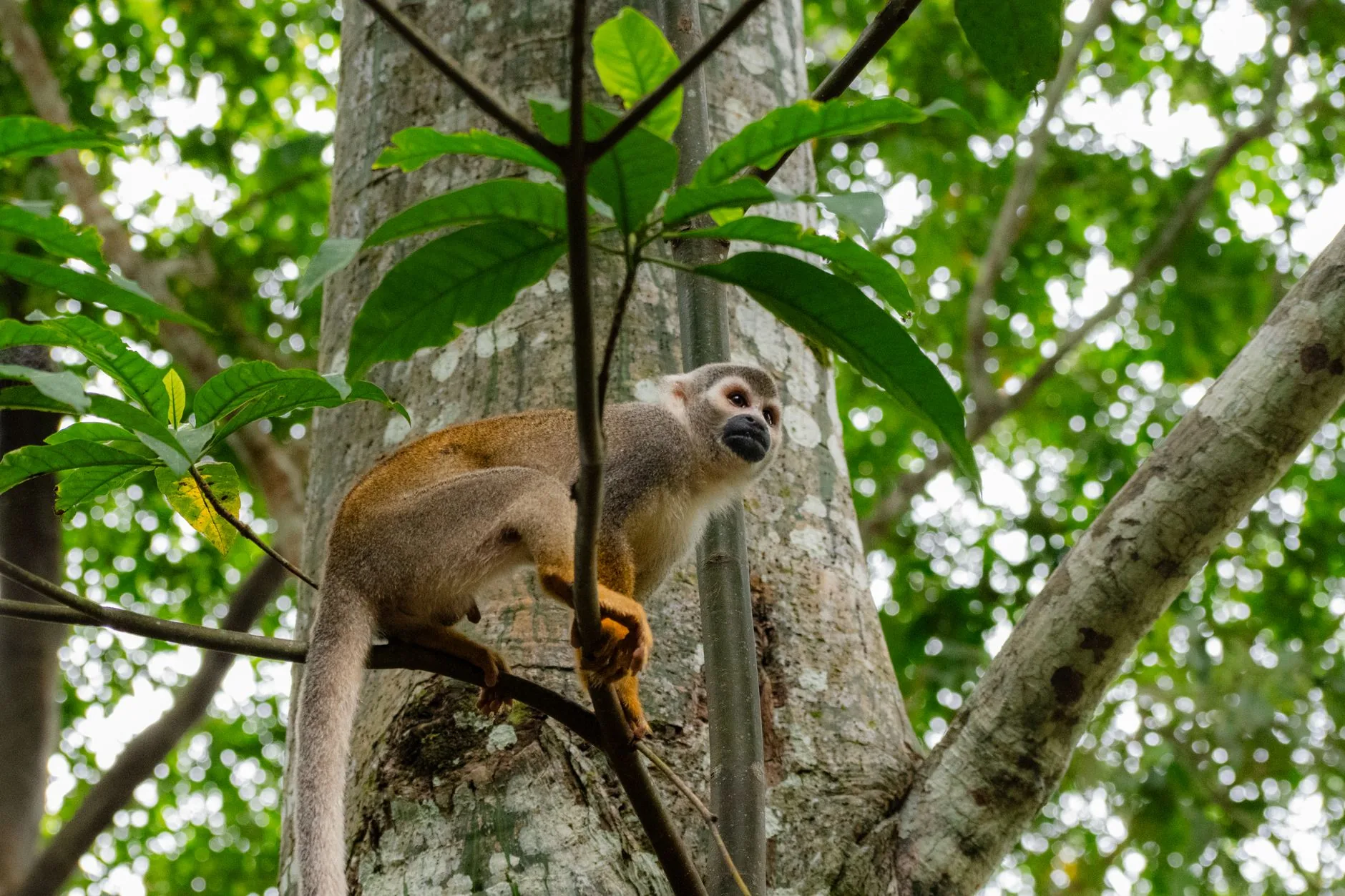 Estudo revela estratégias mais eficazes para proteger biodiversidade e carbono na Amazônia