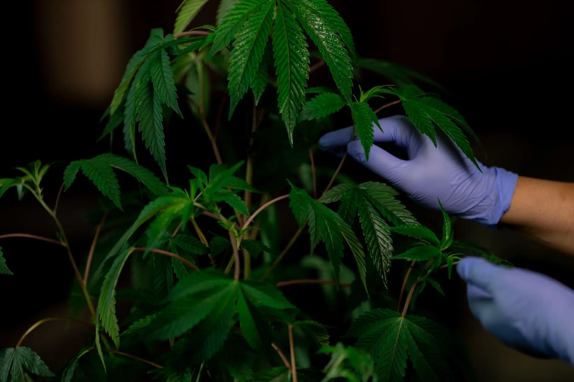 Supremo Tribunal de Nebraska confirma lei de cannabis medicinal aprovada pelos eleitores