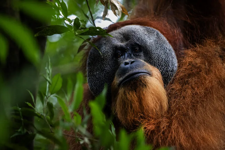 Singkil peat swamp: The embattled orangutan capital of the world