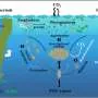 Cianobactérias pequenas podem ser os heróis da sequestração de carbono nos oceanos