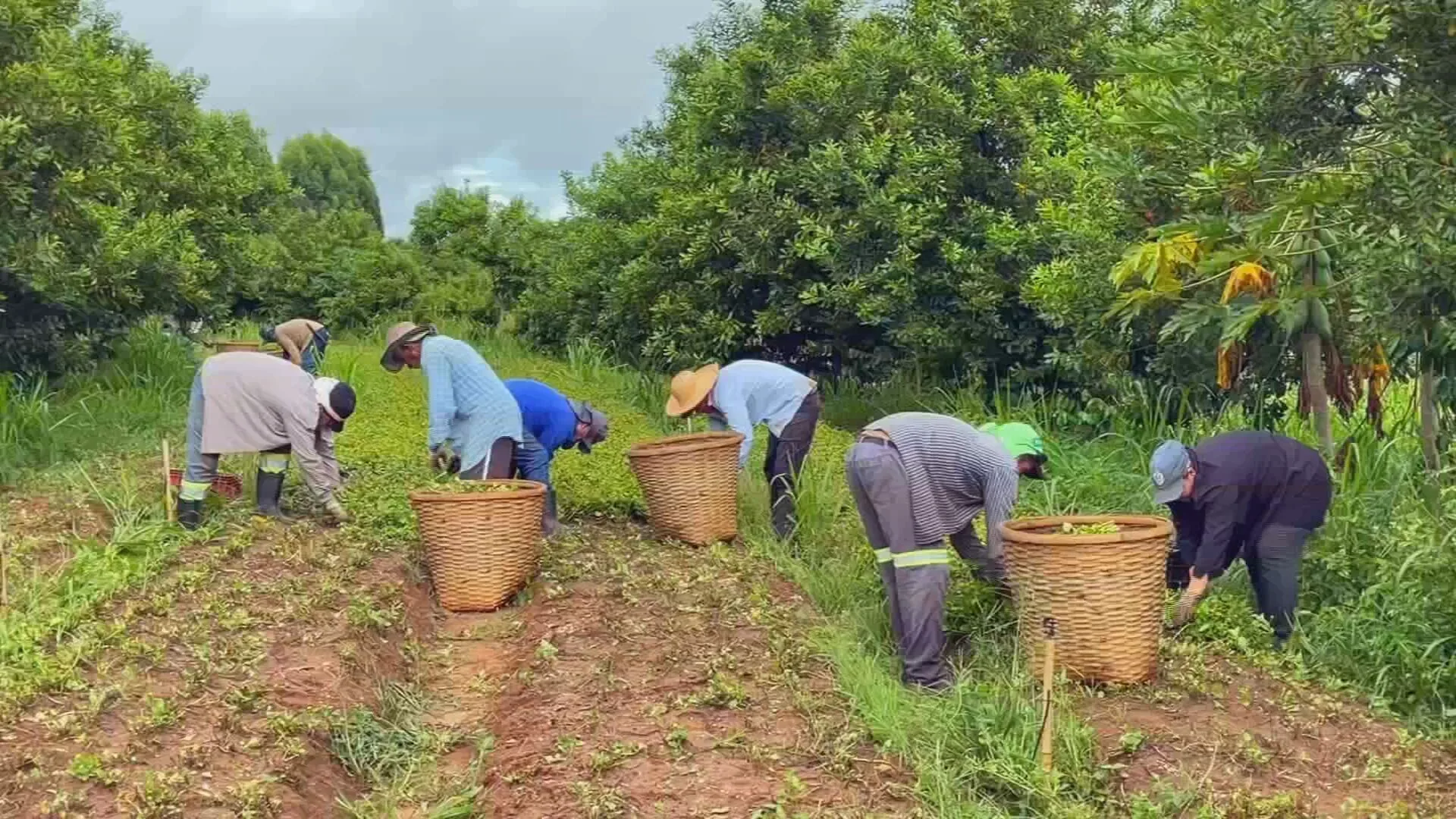 Produtores do interior de SP aumentam renda com consórcio de culturas