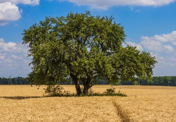 Rio Grande do Sul inicia colheita de trigo