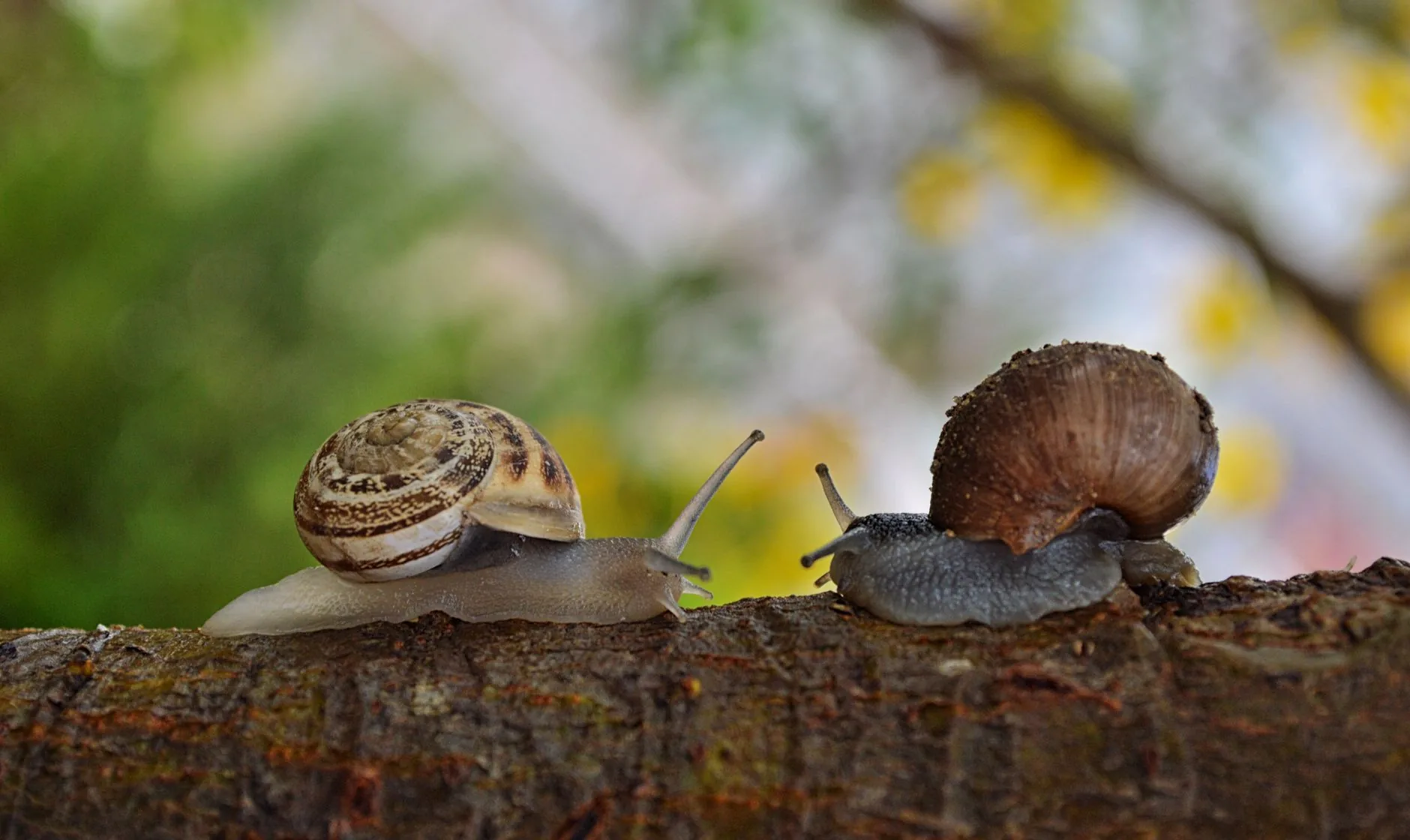 Novas espécies de caracóis são descobertas em Montenegro