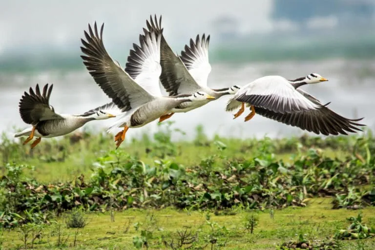 Declínio das aves migratórias mobiliza esforços coordenados