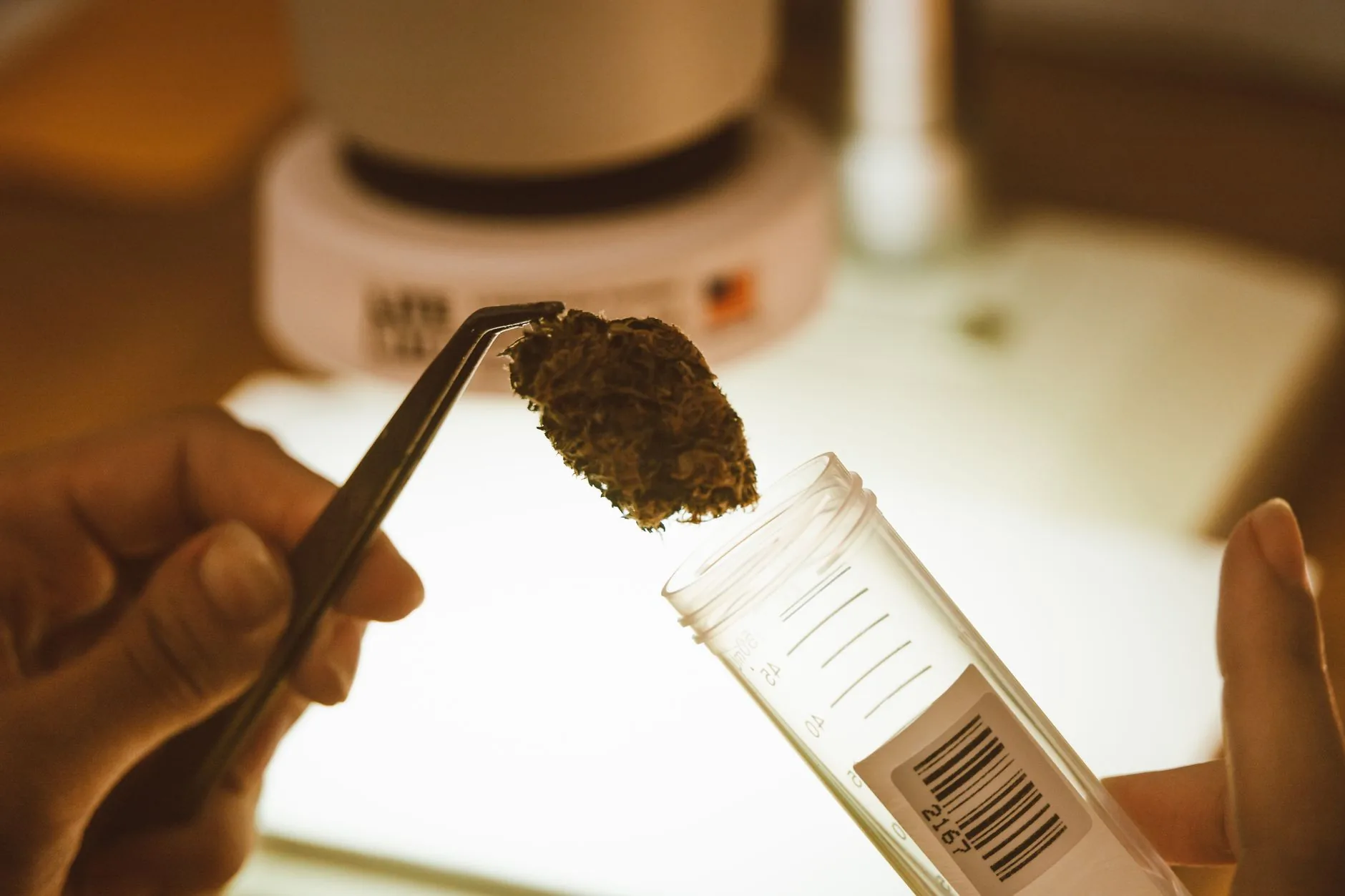Cannabis medicinal avança na padronização