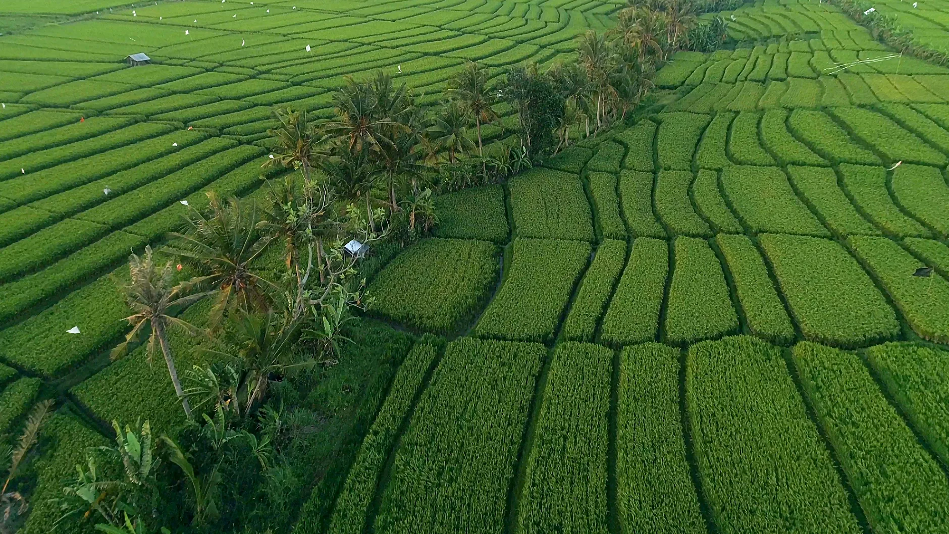 Novo estudo revela benefícios saudáveis em arroz preto e verde