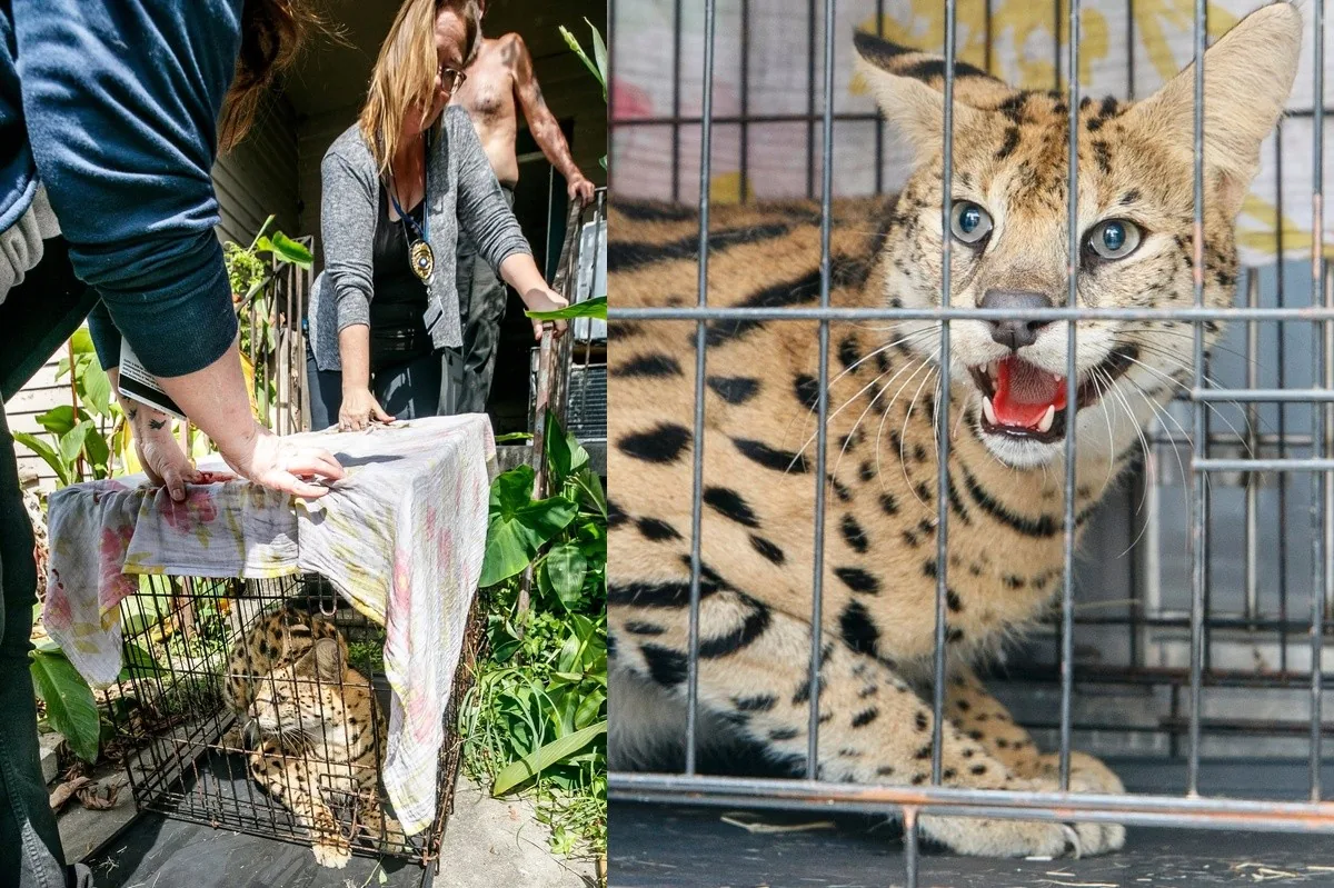 Bombeiros encontram serval selvagem em residência nos EUA