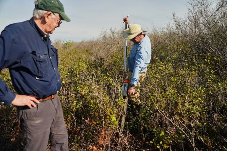 Em Carolina do Norte, corrida para restaurar importante pântano antes que ele seque ou seja destruído