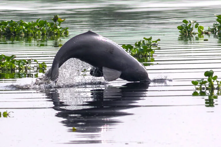 Delfins raramente sobrevivem nas águas poluídas do Buriganga, em Bangladesh