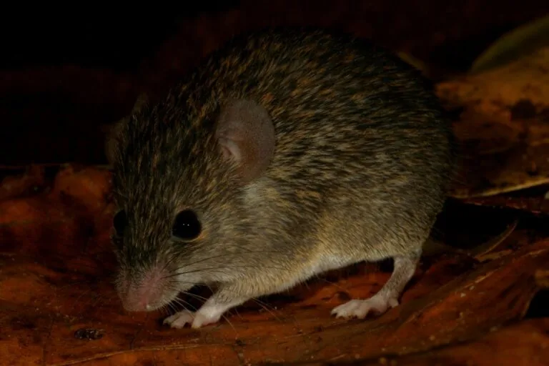Novo roedor endêmico descoberto em Sri Lanka